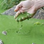 Ціанобактерії: давні творці кисню та сучасні виклики у водоймах