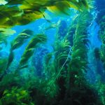 Як розмножуються водорості: від швидкого поділу до складних життєвих циклів