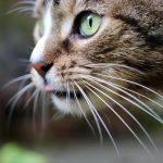 Котячий вус прикмети: потужні знаки удачі, захисту та змін у житті